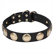 'Hip and Edgy' Leather Pitbull Collar with Brass Round Medallions