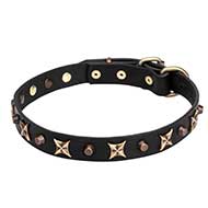'Four Cornered Stars' Leather Pitbull Collar with Gold-like Decoration