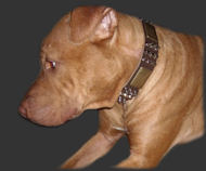 Leather Spiked Pitbull Collar-Handcrafted Leather Dog Collar