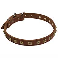 First Class Leather Dog Collar with Fascinating Brass Studs