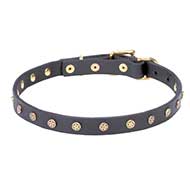 Studded Leather Narrow Collar with Brass Stars for Pitbull