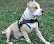 Get Padded Pulling Harness for Pitbull
