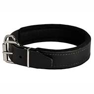Leather Pitbull Collar with Thick Felt Padding - 1.5" width