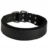 1.5 inch Wide Padded Leather Dog Collar for Pitbull Training