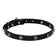 "Sparkling Beauty" Leather Dog Collar with Engraved Studs of Chrome Plated Steel