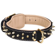New Fashioned Leather Pitbull Collar with Goldish Rows of Spikes New Fashioned Leather Pitbull Collar with Goldish Rows of Spikes