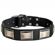 Luxury Leather Canine Collar with Large Nickel Plates for Pitbulls