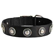 Great Nylon Dog Collar Adorned with Silver-Like Conchos