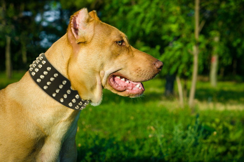 Leather Dog Collar For Pitbulls