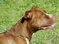 Pitbull brass fur saver dog collar
