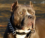 Pitbull Spiked Leather Plaid Dog Collar