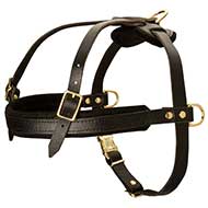 Full Chest Latigo Roading Harness for Pitbull Dogs - Young and Adult Ones