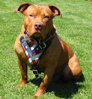 Amercian Pit Bull Terrier Harness- Custom Ptbull Dog Harness
