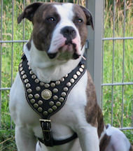 PITBULL BEST DOG HARNESS- ROYAL PADDED LEATHER HARNESS