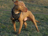 Pitbull dog harnesses
