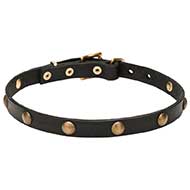 'Elegant Beauty' Leather Pitbull Collar with Brass Fittings