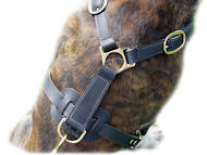 Ultimate Tracking Harness for Pitbull