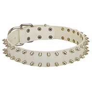 "White Rose" Leather Pitbull Collar with Nickel Spikes "White Rose" Leather Pitbull Collar with Nickel Spikes