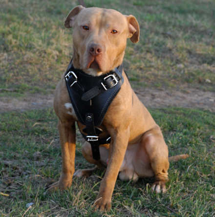 handmade leather dog harness