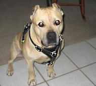 Walking Pitbull/Amstaff Harness - Leather Dog Harness