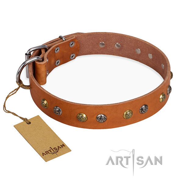 Fancy walking trendy dog collar with corrosion resistant hardware