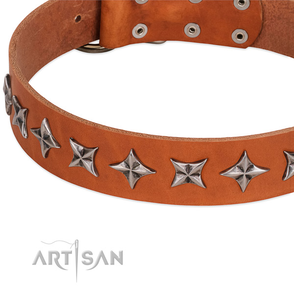 Walking embellished dog collar of finest quality natural leather