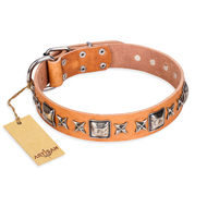 "Glamour Finery" FDT Artisan Female Pitbull collar of natural leather with stylish old-looking circles "Glamour Finery" FDT Artisan Female Pitbull collar of natural leather with stylish old-looking circles