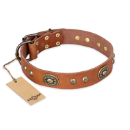 "Stunning Dress" FDT Artisan Tan Leather Pitbull Collar with Old Bronze Look Plates and Studs