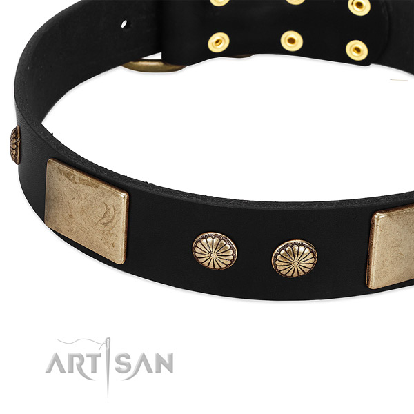 Full grain natural leather dog collar with studs for everyday walking