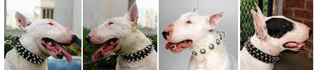 Bull Terrier Dog Collars