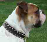 Bulldog Тank & Spiked Leather Dog Collar