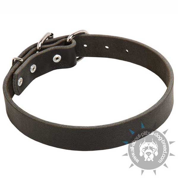 everyday leather dog collar for utmost comfort