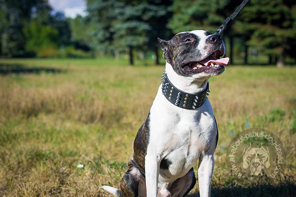 Daily Pitbull collar with nickel spikes and brass studs