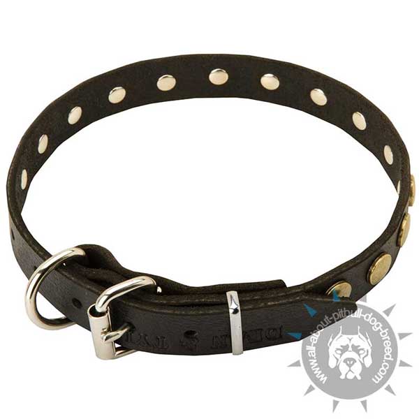 Pitbull Collar of Natural Leather with Brass Hardware