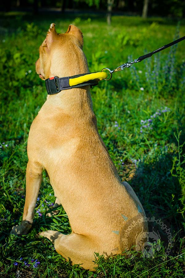 Water-proof nylon Pitbull collar