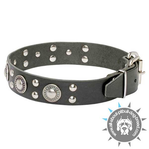 Studded Leather Pitbull Collar