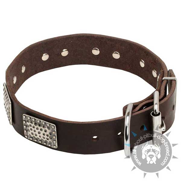Decorated Leather Pitbull Collar