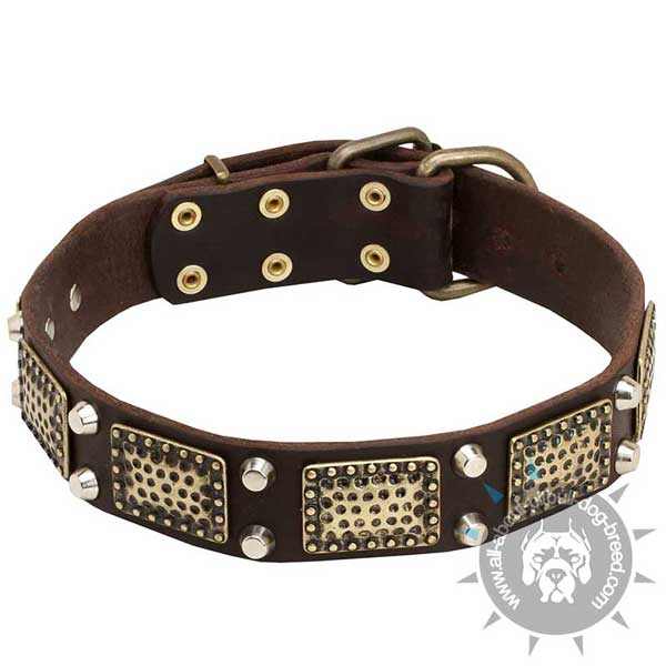 Decorated Leather Pitbull Collar