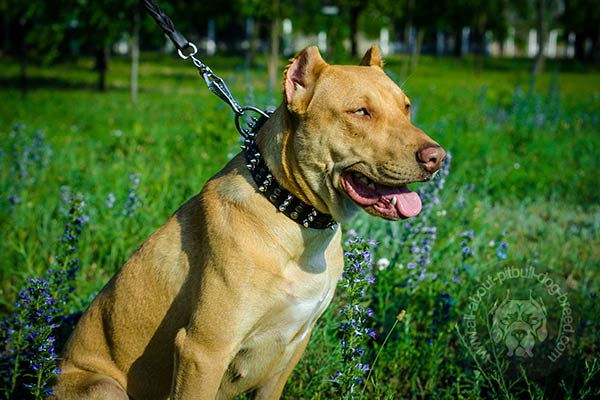 Handsome spiked leather collar for Pitbull