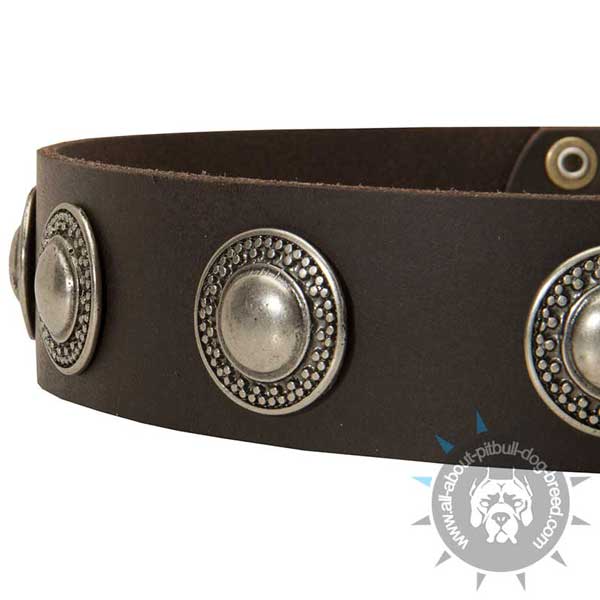 Decorated Leather Pitbull Collar for Walking