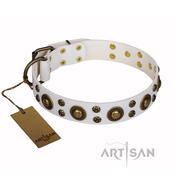 Stunning leather dog collar for walking