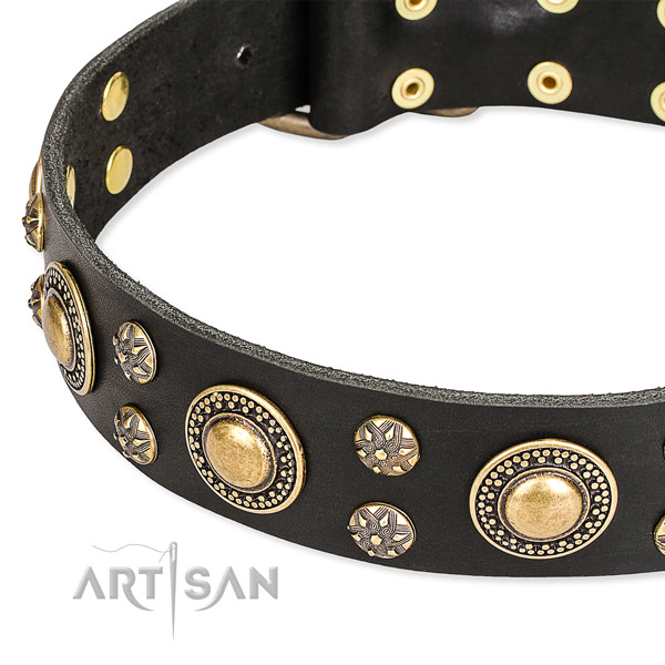 Everyday walking leather collar with corrosion proof buckle and D-ring