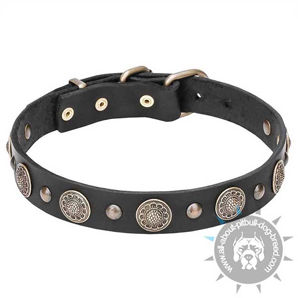 Stunning Leather Dog Collar with Brass Studs and Circles