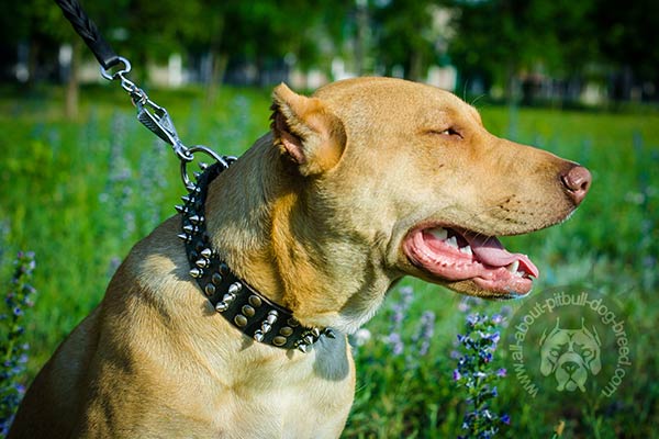 Decorated leather collar for Pitbull