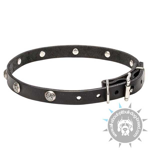 Adorned Leather Collar with Nickel Plated Studs