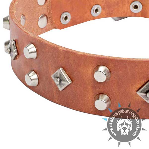 Handmade Tan Leather Pitbull Collar with Nickel-plated Fittings