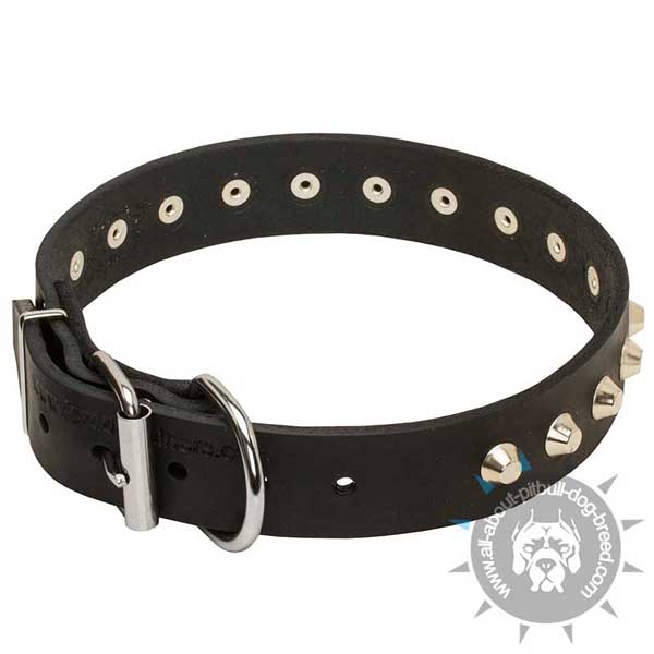 Studded Leather Pitbull Collar