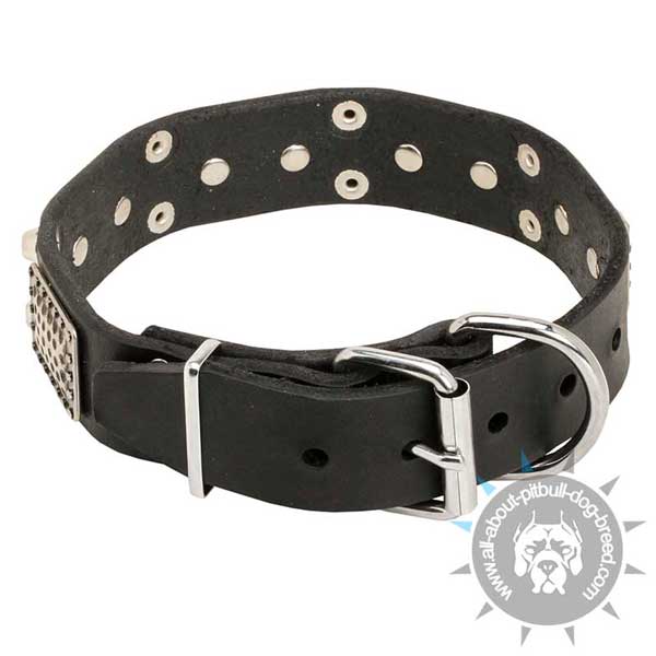 Pitbull Leather Collar with Strong Fittings