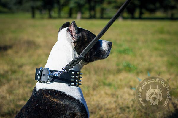 Leather Pitbull collar with strong D-ring 