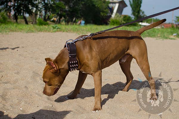 Leather Pitbull collar with riveted spikes